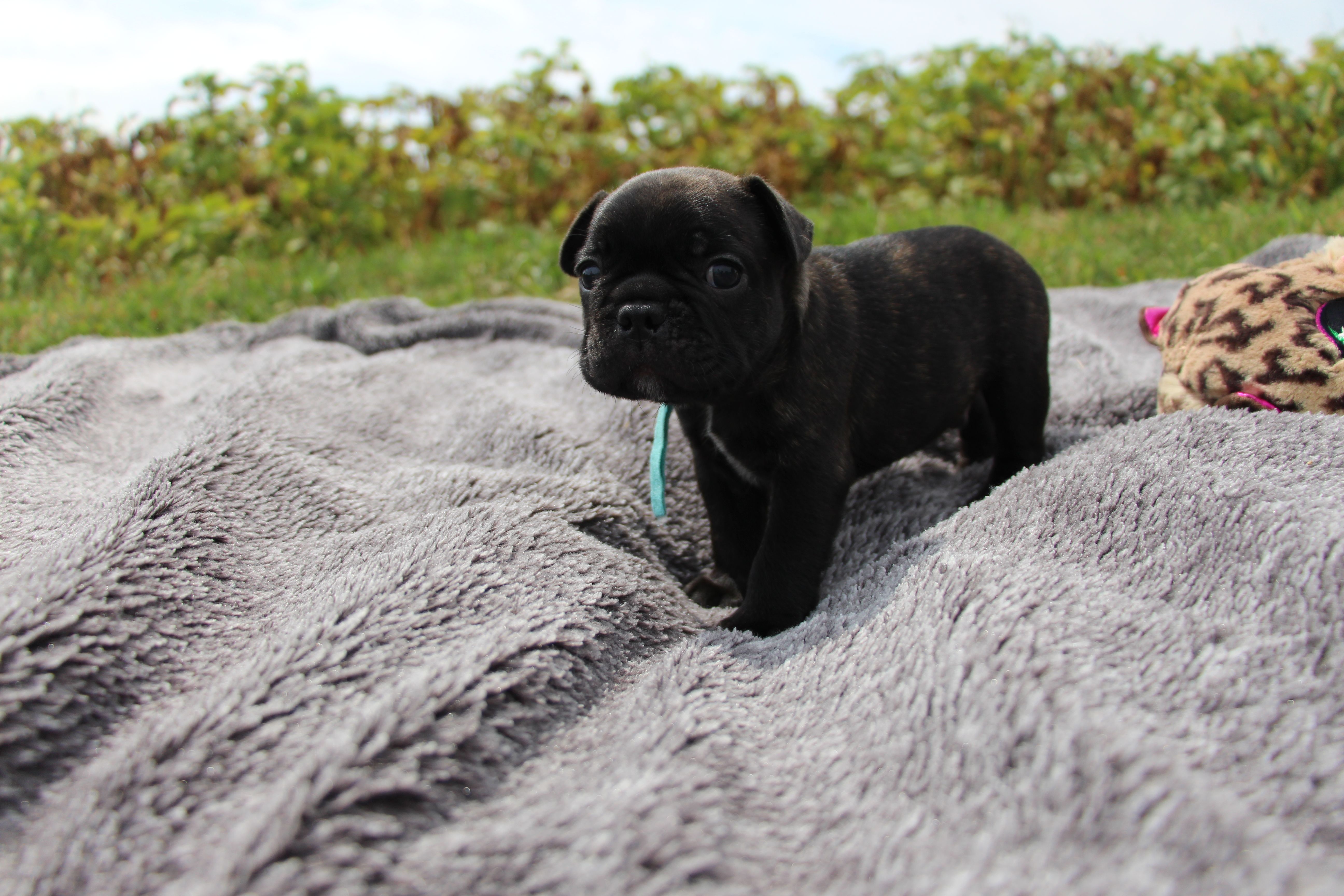 <svg class='blue'></svg> <b>Marrel</b> <svg class='blue'></svg>